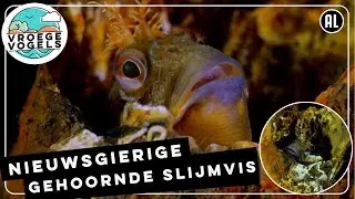 Gehoornde slijmvis bekijkt duiker | Zelf Geschoten | Vroege Vogels
