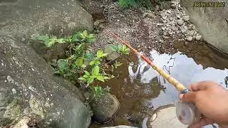 Mancing Ikan Channa Limbata / kotes Di Sungai Air Jernih Pegunungan Habitat Asli Channa Limbata