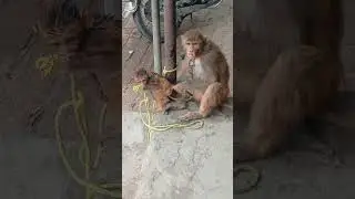 ماں اور بچے کا پیار ❤️