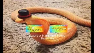 0 Star Luxury Snake Series Showcase | Infection Gunfight