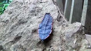 Incredible armor plated insect (lampyris noctiluca larva) in Gawisan, Maasin, So. Leyte, Philippines
