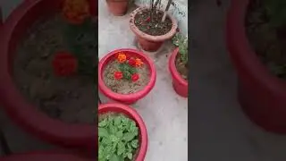 &ldquo;My first mini vlog 🌿Simple gardening moments with 💚Hope this brings you peace.&rdquo;