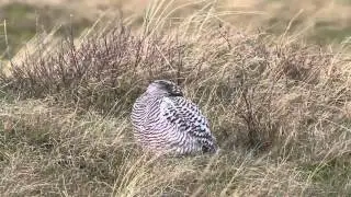 Vroege Vogels - Strekkende sneeuwuil