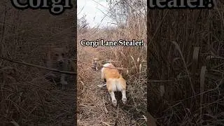 Corgi siblings: Big sister energy, little brother problems! #corgi #dog #outdoors
