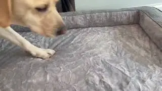 KSIIA Washable Dog Bed Large Sized Dog U Shaped Bolster Pet Couch with Removable Waterproof Cover
