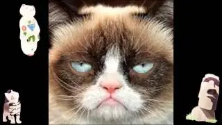 Vin Es Animal Compilation All Funny Video Youtube Funny Cat