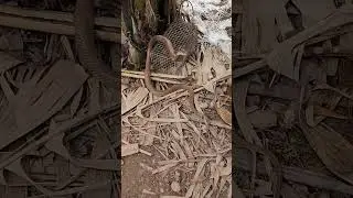 The rat was caught in a trap and became a prey to a poisonous snake.