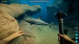 Bermuda - Lost Survival shark is stuck