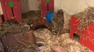 Huge Guinea Pig Cage Swap!