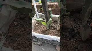 dragon plant #dragon fruit tree#dragon plant ki dek#dragon #youtube #shorts