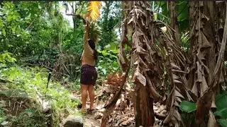 COMO CORTAR RRICOS BANANOS  MANUAL