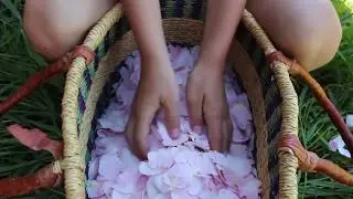 Wild Crafting Roses