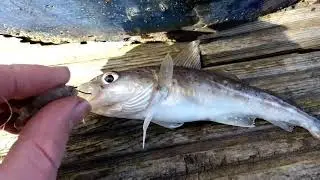 Fishing and first aid.