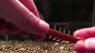 Doomsday Tackle Devastator tank test