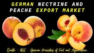 How to Export Nectarine and Peaches to Europe | Germany | Part01 | German Nectarine & Peaches Report