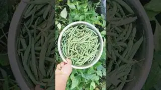 #harvesting #thirdtime #beans #myownfarm #farmhouse #gardeningideas #teluguvlogsinusa #rainyseason