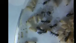 MUTED Enclosure of ant pupa, birth of an ant..