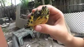 How to determine the age of a turtle