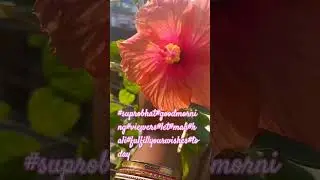 #viralvideo#goodmorning#lovely#viewers#subscribers#friends#maakali #blessings#your#wishes#everyone