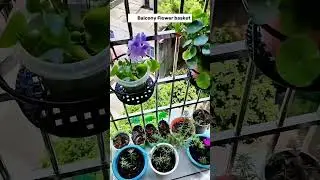 Balcony Hanging Flower basket #goodthingsrecommended #gooditems#amazonfinds
