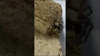 Spider vs Scorpion | Insect fight | shorts