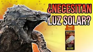LAS TORTUGAS CAIM&Aacute;N - &iquest;NECESITAN LUZ SOLAR?