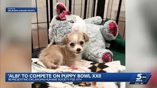 Adorable dog named Albi to represent Oklahoma Humane Society in Puppy Bowl XXII
