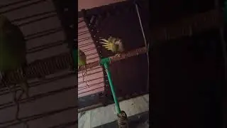 #pvcstand#trending#parrot#rawparrotspvc stand for raw parrots🏠 with rs.250 only