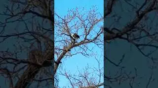 An Eagle on a tree branch #eagle #shortsfeed #birding #viral #birdsofprey #shorts #short