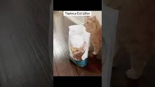 Moonforest Tapioca Cat Litter. #fyp #tapiocacatlitter #catlitter