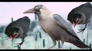 Crow Sound Crow Ki Awaz | Crow Ki Awaz | Crow Crowing Sounds |