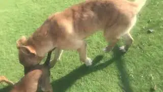 Simba Nala and super sweet new boy 2