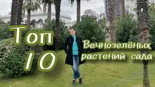 Хит- парад вечнозелёных жителей Южного сада. 