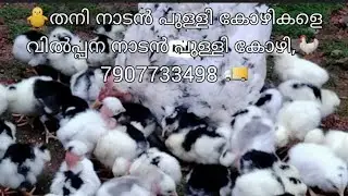 🐥തനി നാടൻ പുള്ളി കോഴികളെ വിൽപ്പന നാടൻ പുള്ളി കോഴി,🐓 7907733498 🚚*ഡെലിവറി സൗകര്യം ഉണ്ട്