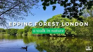 Epping Forest Walk: A dive Into London’s Nature in 4K