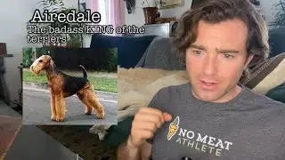 Episode 3 - Origins of Doggos - Airedale