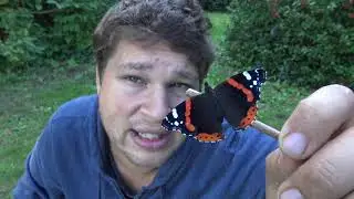 Red Admiral Butterfly (Vanessa atalanta) with Bart Coppens