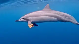 🤿Another Dolphin Day🐬🐬🐬🐬🍂playing w/leaves🍃