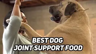 BEST natural dog joint support FOOD & supplement