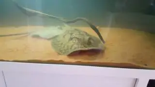 Stingray potamotrygon hystryx  amazon
