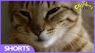 CBeebies: Meet The Kittens - Coco and Cleo