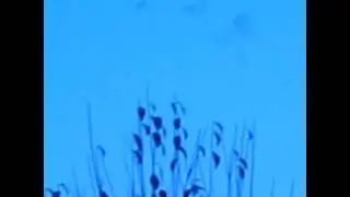 AppAre  Tanti  sToRni  nEL CiELo  faCeVaNO SeGni  dIVini   la NaScitA dI  GeSu' @     vania trabucco