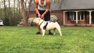 True examples of extreme American Bullies