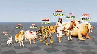 Animals Pregnancy Period Comparison