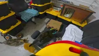 Garage Kittens Night Livestream - January 19