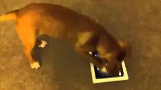 Dog Ninja - Sox