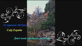 Espa&ntilde;a Дикі кози прійшли на пляж...Ovejas de Berber&iacute;a Ammotragus