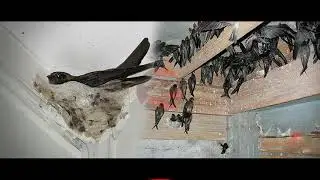 Suara Anak Wallet untuk memancing wallet dewasa!!