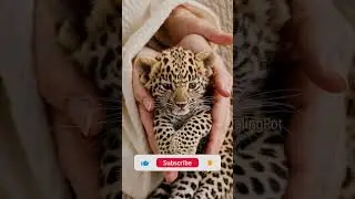 Крошечный пятнистый опекун 🐆 Первый день леопарда в Святилище в Святилище | #Endangeredspecies #b...