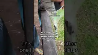 Hammerhead 'Worm' ➡️ Part 2: How to 💀 them without creating more ❌ 🔪🫠🙃  #invasive #nature #garden